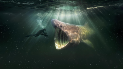 EO zendt bekroonde natuurfilm De Wilde Noordzee uit