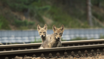 BNNVARA komt met film over terugkeer van de wolf