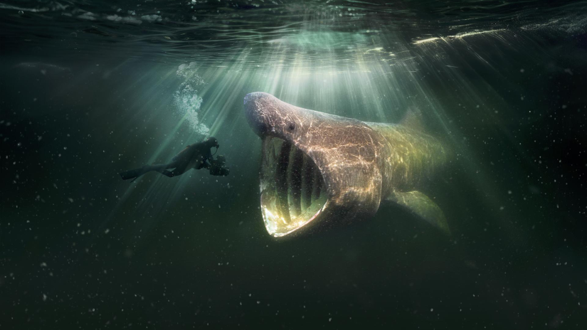 EO zendt bekroonde natuurfilm De Wilde Noordzee uit