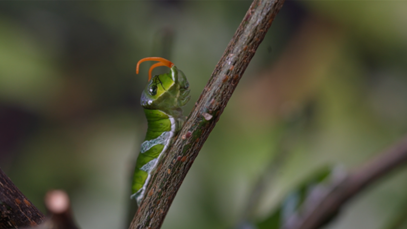 Olifanten en toekans centraal in nieuw seizoen dierentuinserie